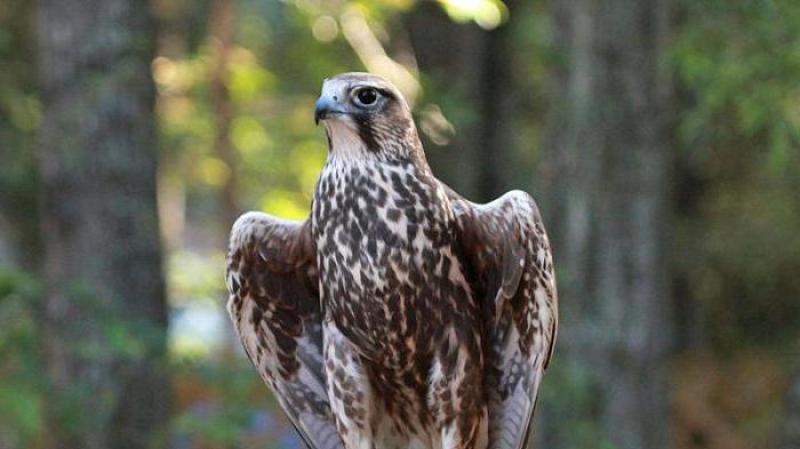 Falcons ազգանվան ծագումը