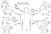 Բրուցելյոզը մարդկանց մոտ - ախտանիշներ և բուժում