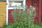 Motherwort հնգբլթակ. օգտագործել ժողովրդական բժշկության մեջ Motherwort հնգբլթակ