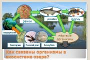 Ekosystem sjö växter och djur