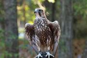 Podrijetlo prezimena Falcons